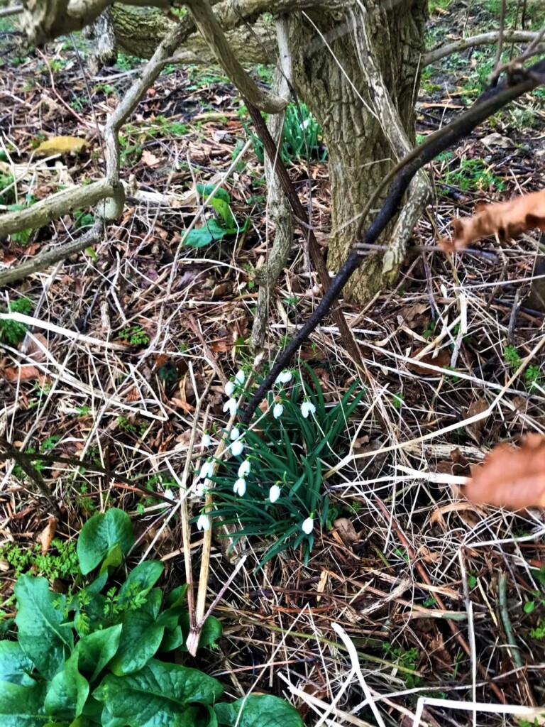 イギリス田舎暮らし　春の訪れ