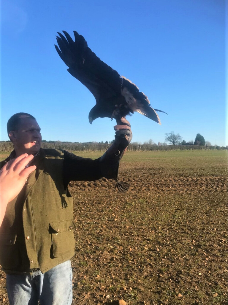 イギリス田舎暮らし　鷹を飛ばす人