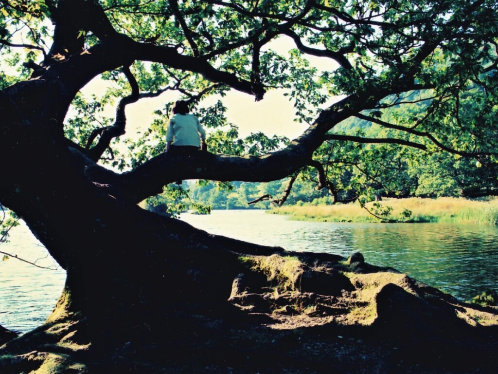 ライダル湖畔の大木