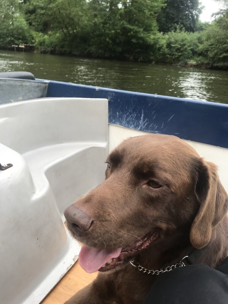 ボートに乗った愛犬