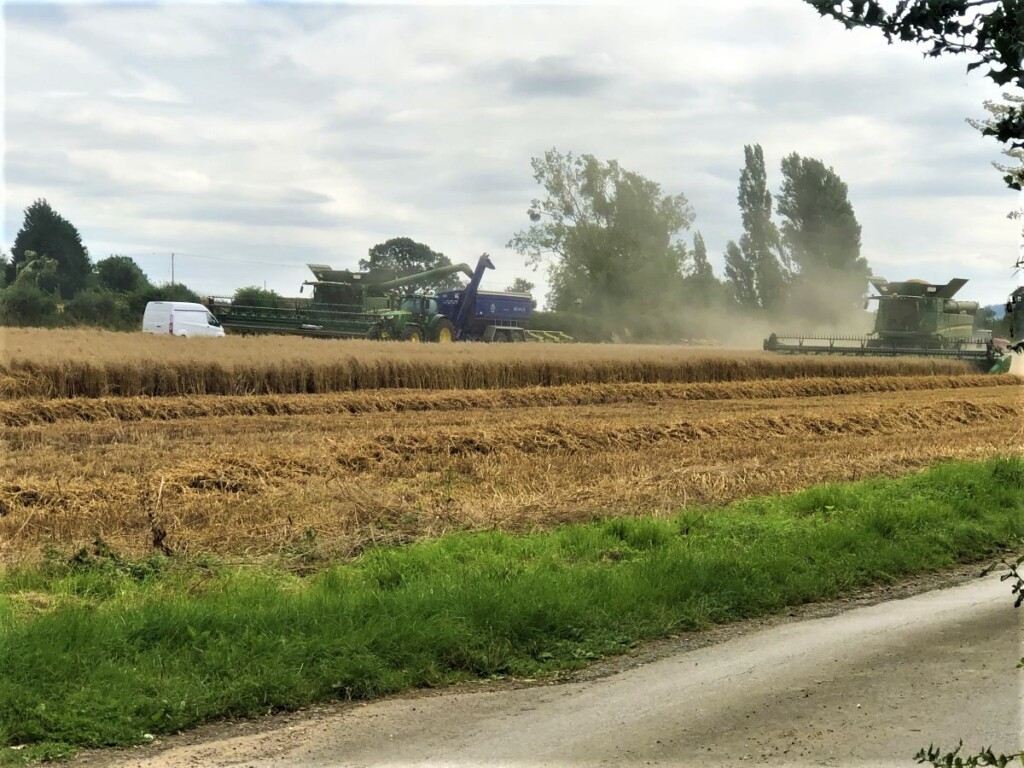 トラクターで麦の収穫