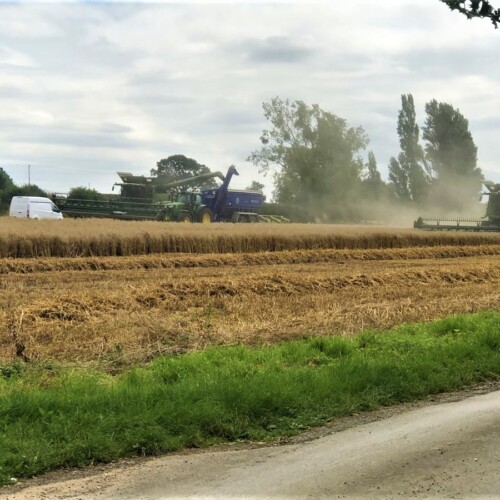 トラクターで麦の収穫