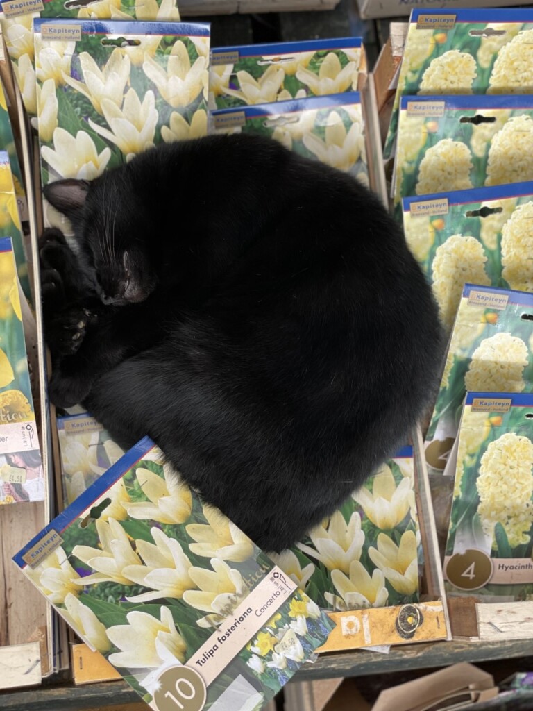商品の球根の上でお昼寝中のお店の看板猫ちゃん