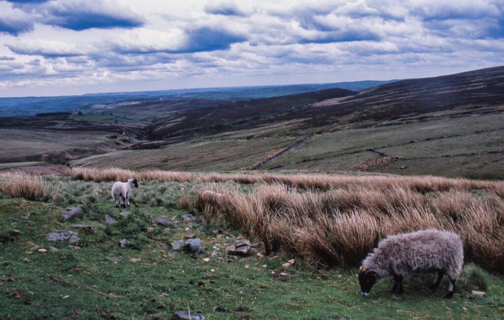 ムーアの地で草を食む羊