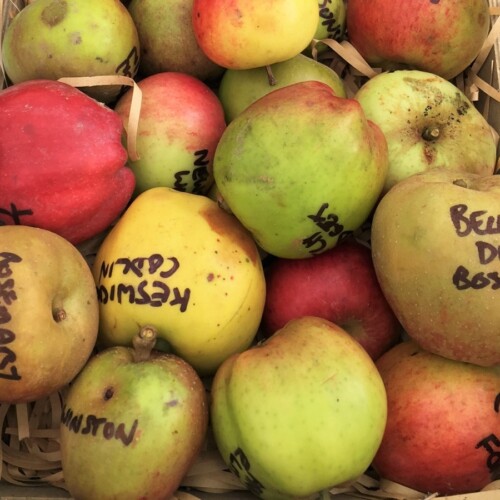 リンゴを楽しむ「Apple Day」で見かけたリンゴ