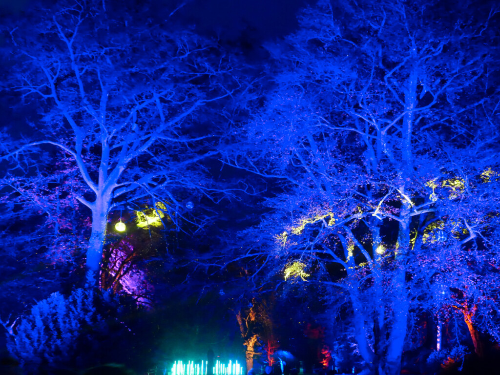 ワデスドンマナーの木々にほどこされたクリスマスの青い装飾