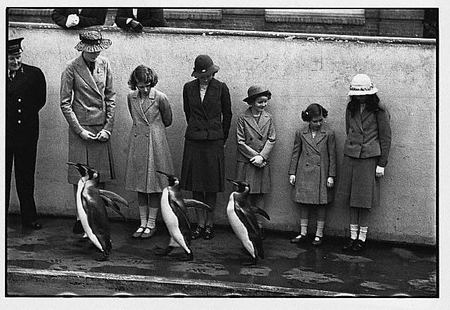 1930年代のロンドン動物園、ペンギンが観客の前をパレードする白黒映像
