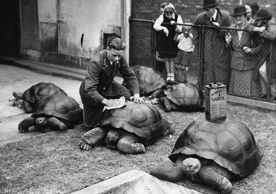 1930年代のロンドン動物園、観客の前でゾウガメを扱う白黒映像