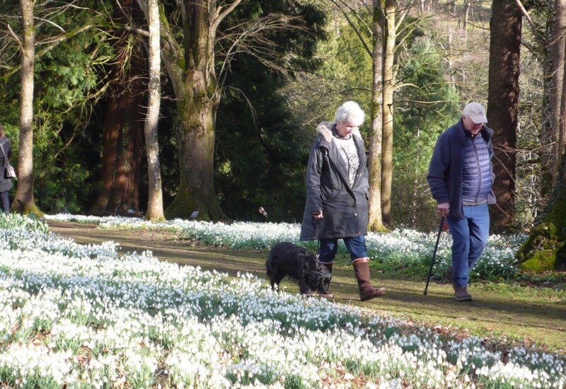 スノードロップが咲き誇る中、犬と一緒に散歩する老夫婦