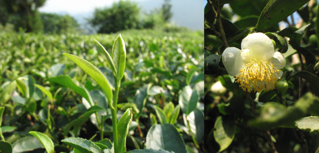 中国・雲南省辺りの茶畑と、白く小さな花が咲いたお茶の木