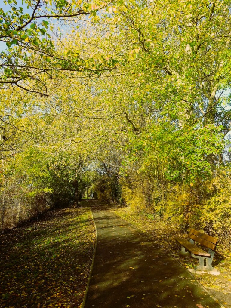 黄色く色づく木立の中の遊歩道
