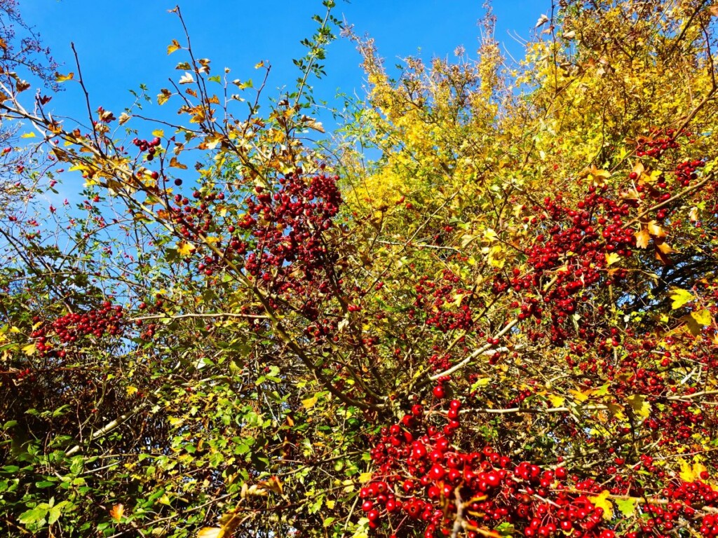 紅葉、黄葉の中で赤く色づくサンザシの実