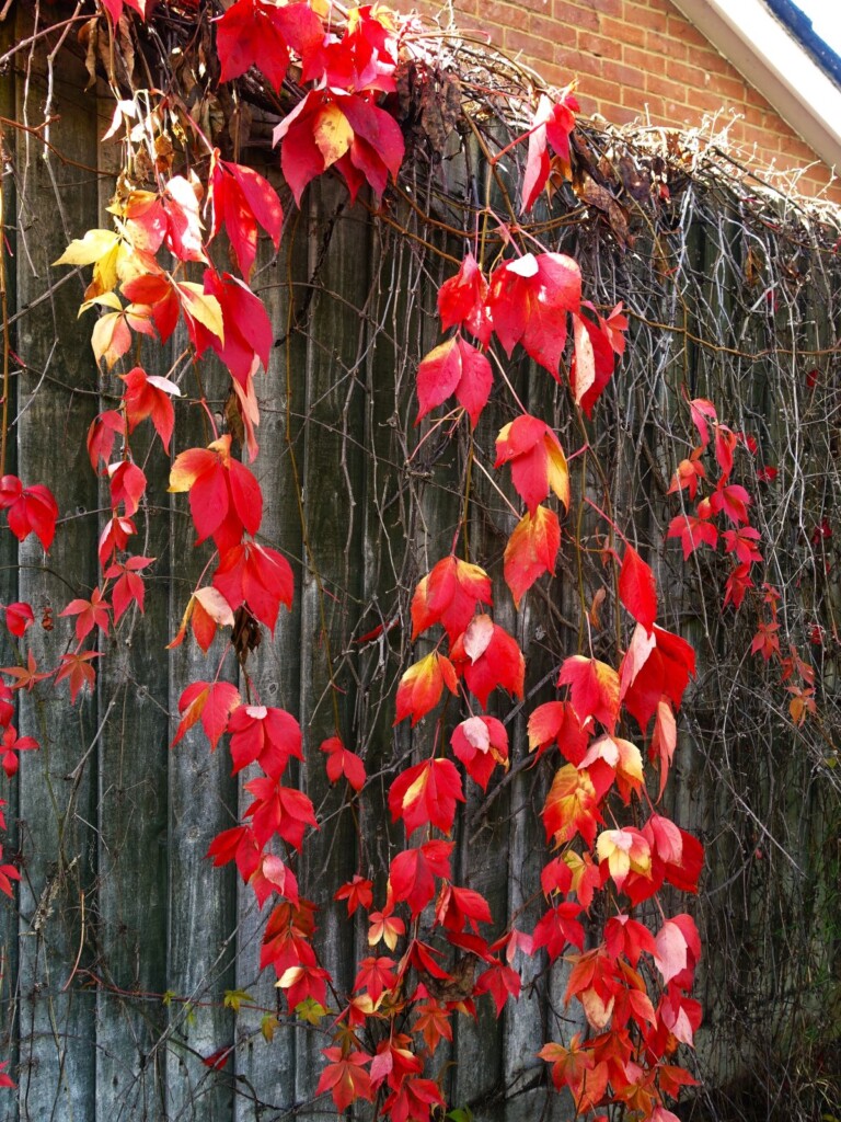 民家の壁にさがる紅葉のヴァージニア・クリーパー