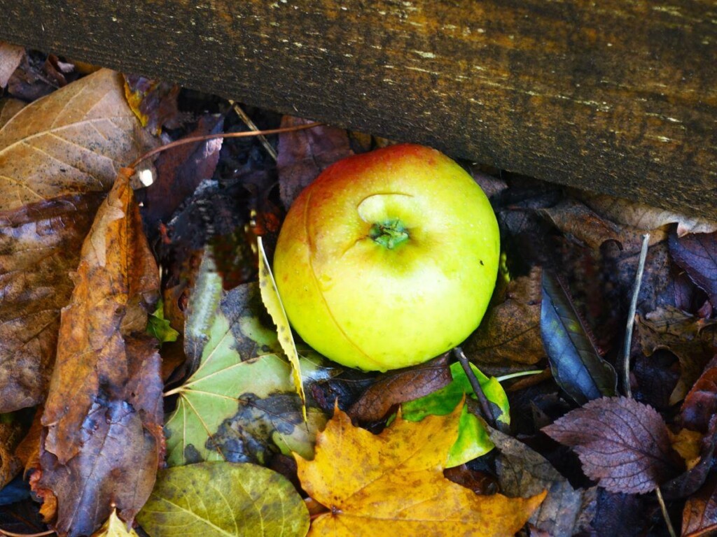 落葉の中の落ちてきたリンゴ