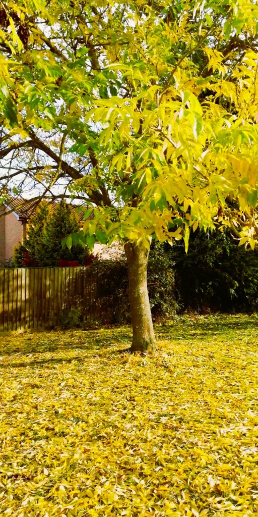 黄葉に染まる木と、その落ち葉で敷き詰められた地面