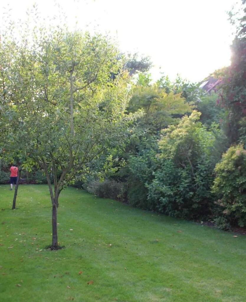 民家の庭のブラムリーアップルの木