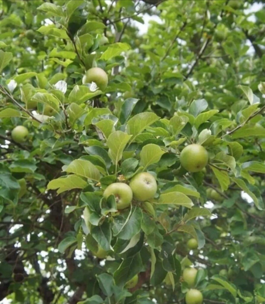 民家の庭の木に実るブラムリーアップル