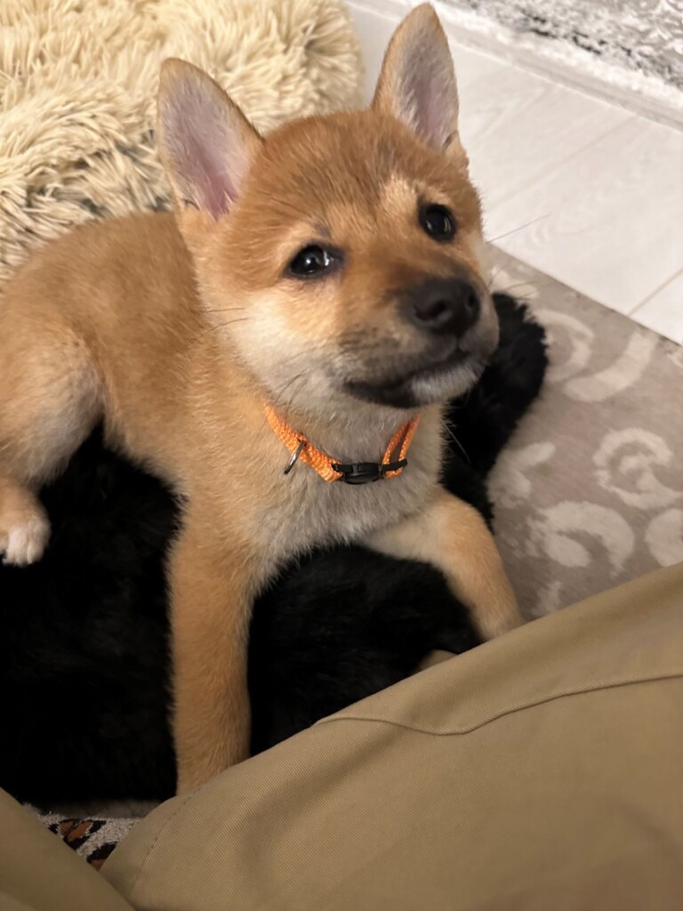 引き取ったばかりの柴犬、クッキー