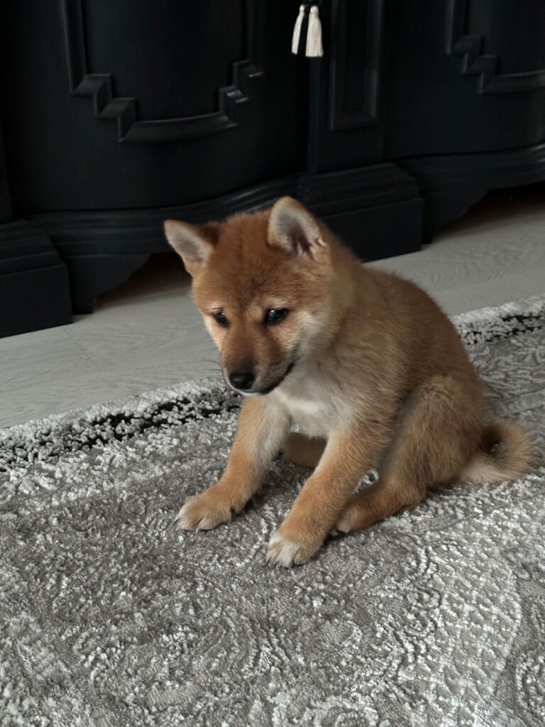 ラグの上で座るクッキー