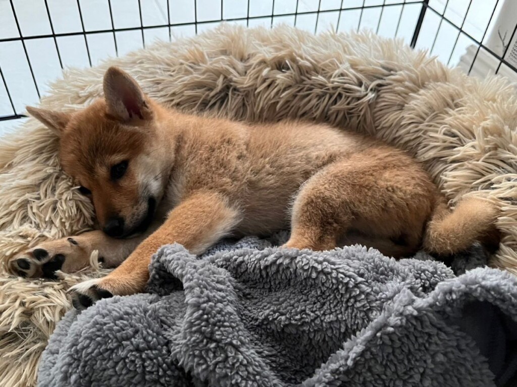 ゲージの中で横たわる柴犬の子犬