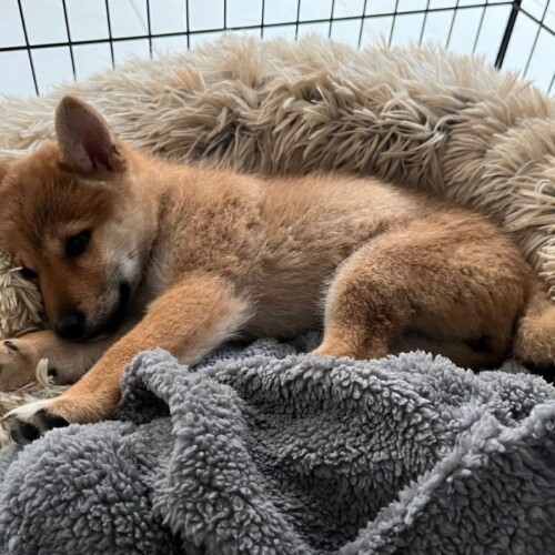 ゲージの中で横たわる柴犬の子犬