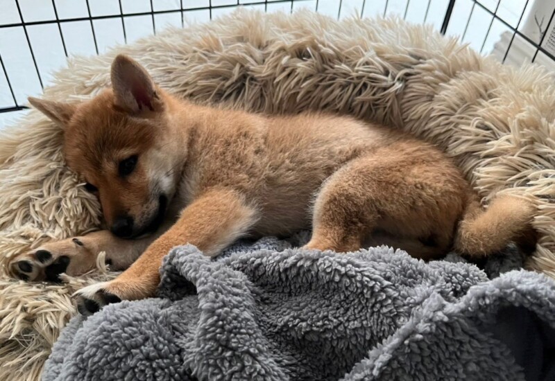 ゲージの中で横たわる柴犬の子犬